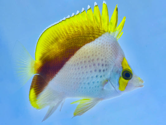 Declivis Butterflyfish