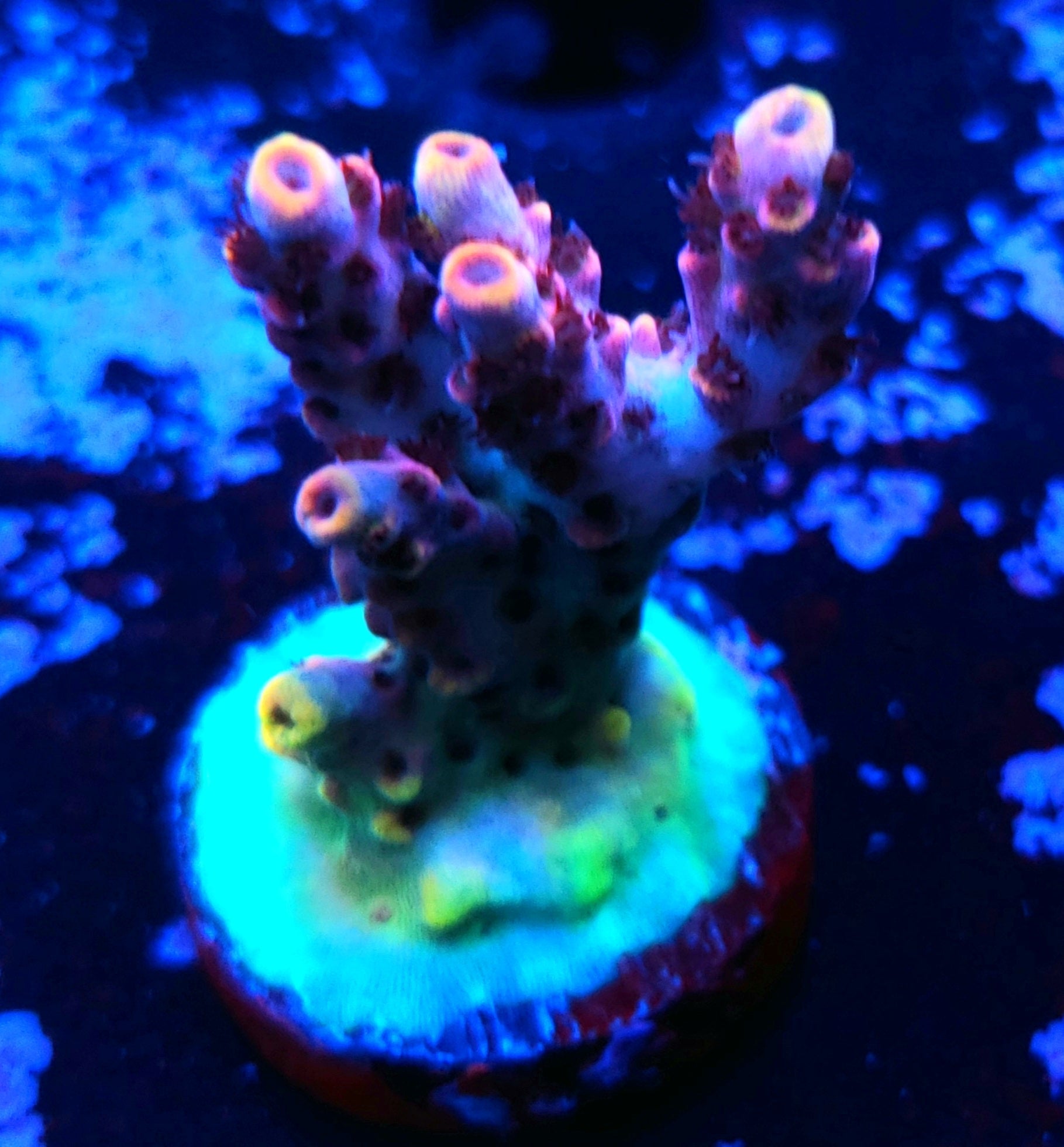 TSA Fruity Pebbles – Reef Pro