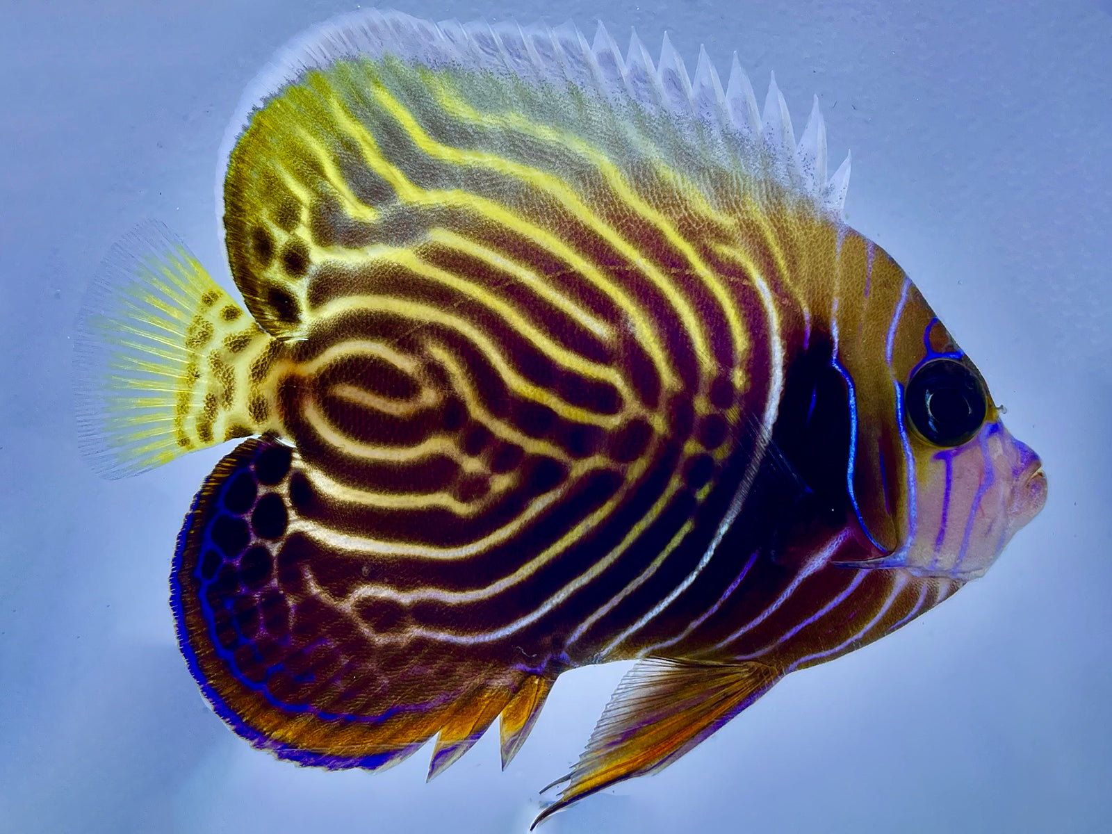 Emperor Angelfish Changing