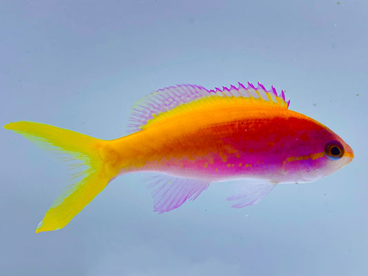 Evansi Anthias