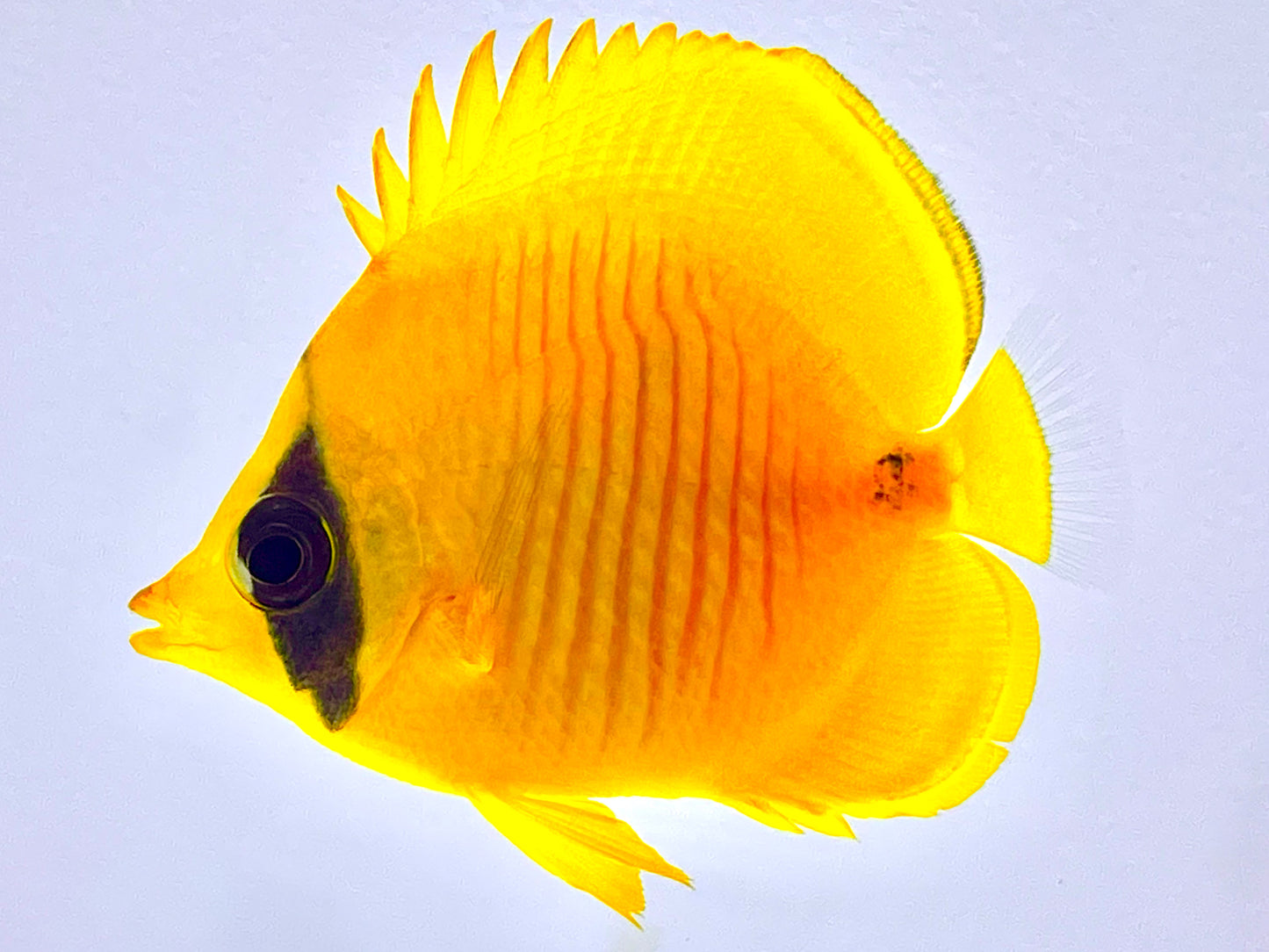 Golden Semilarvatus Butterflyfish