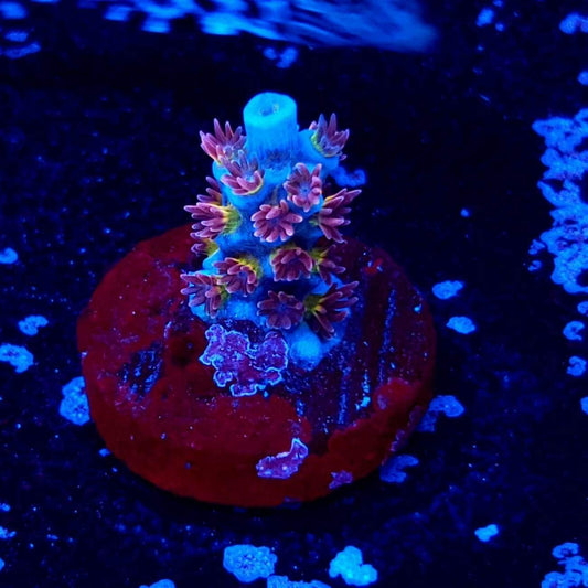 Reef Pro's Rainbow Apocalypse