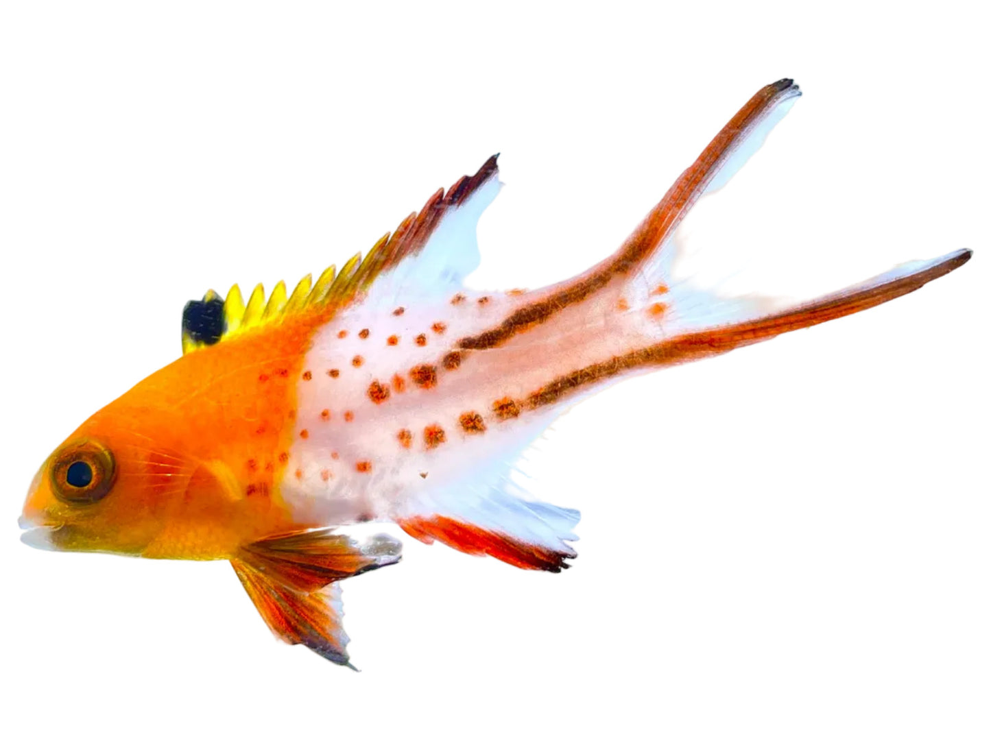 Lyretail Hogfish