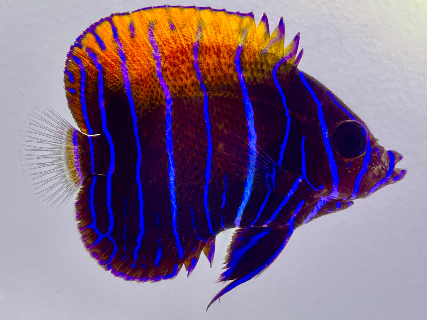 Captive Bred Majestic Angelfish Juvenile