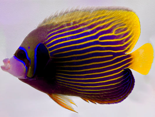 Emperor Angelfish Adult