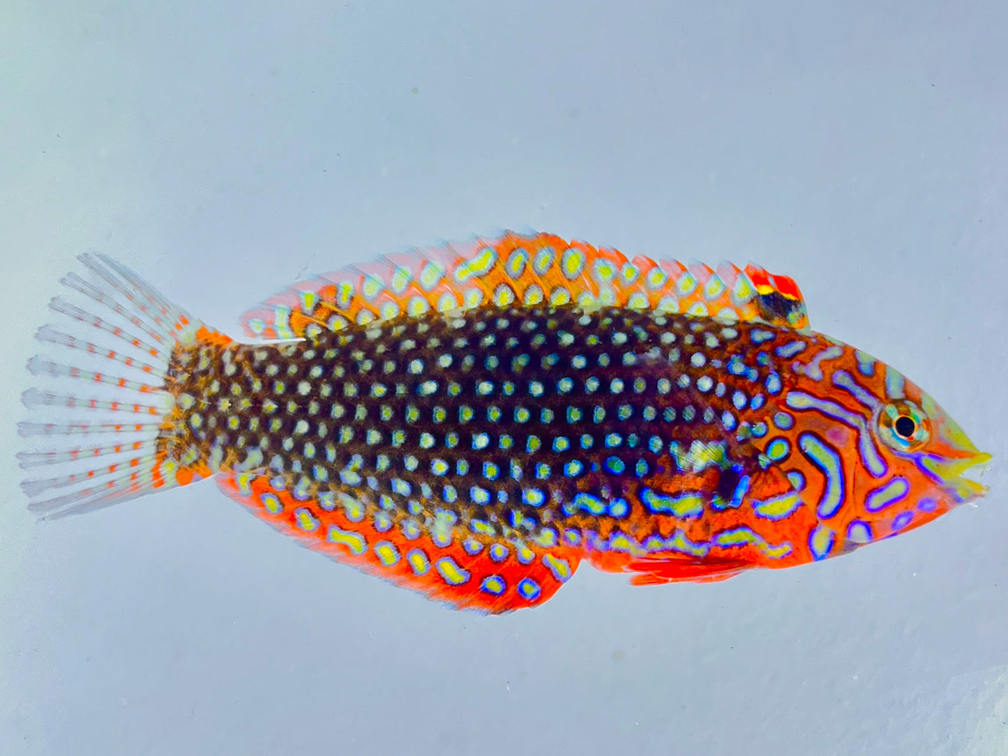 Ornate Leopard Wrasse