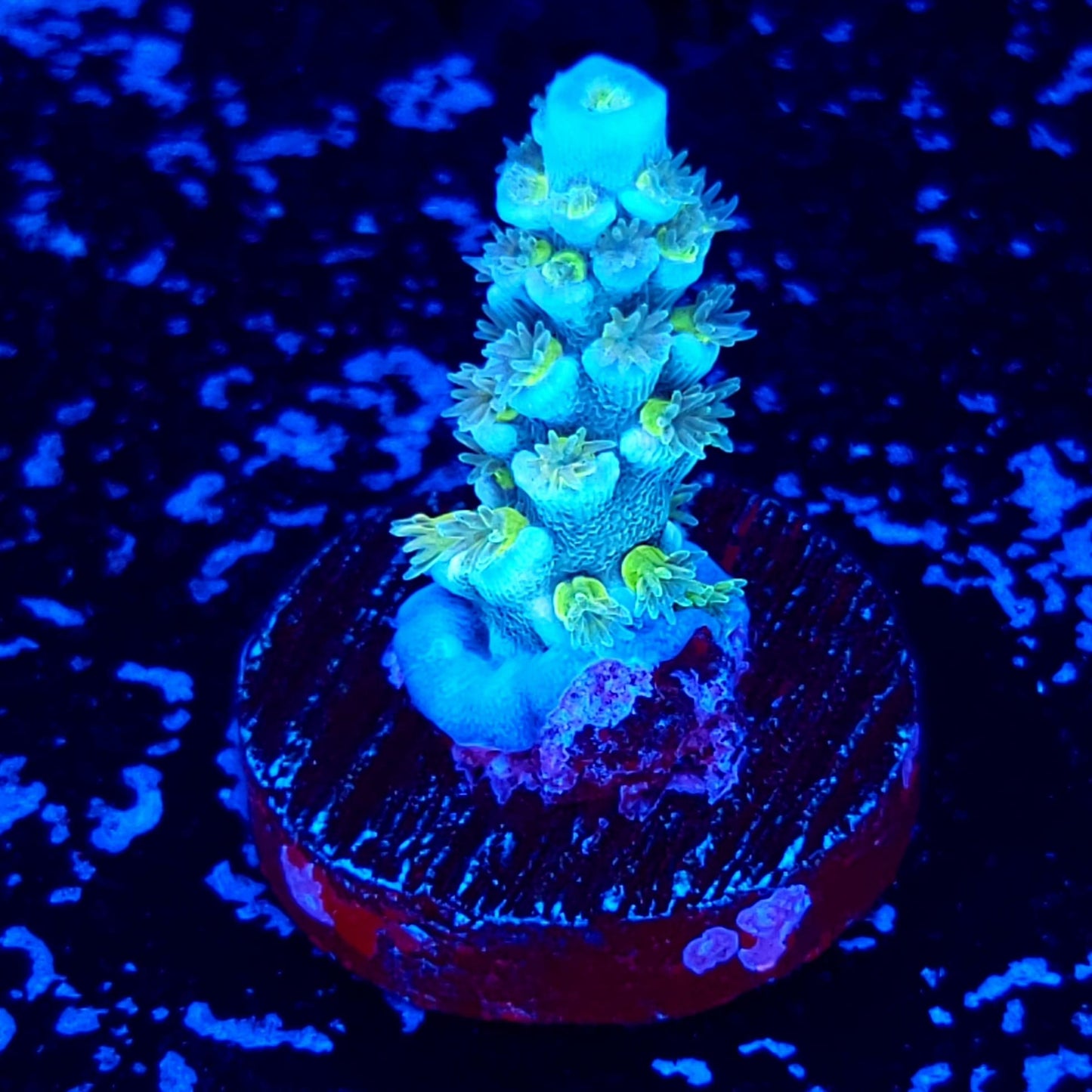 Reef Pro Blue Tropicana