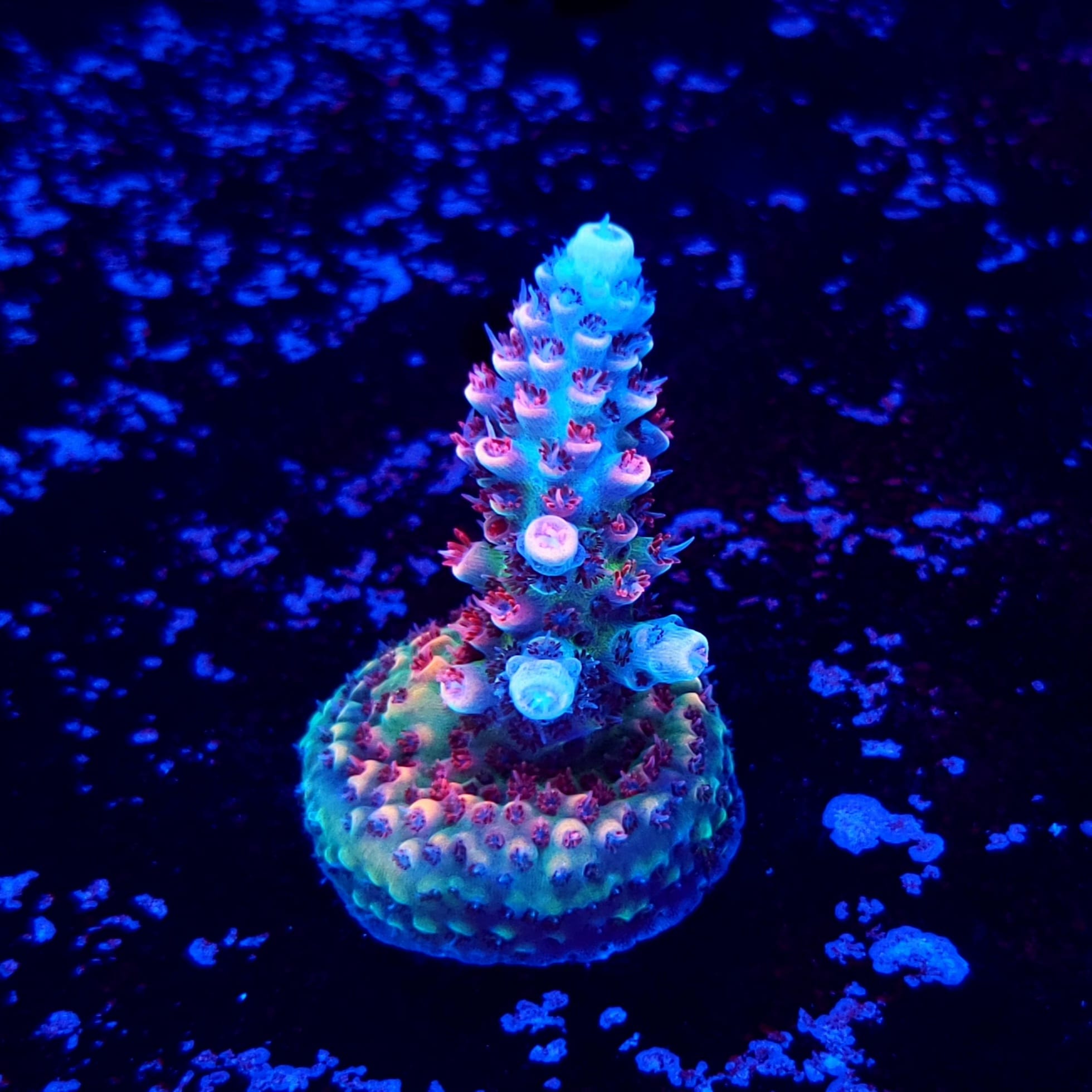 TSA Princess Peach – Reef Pro