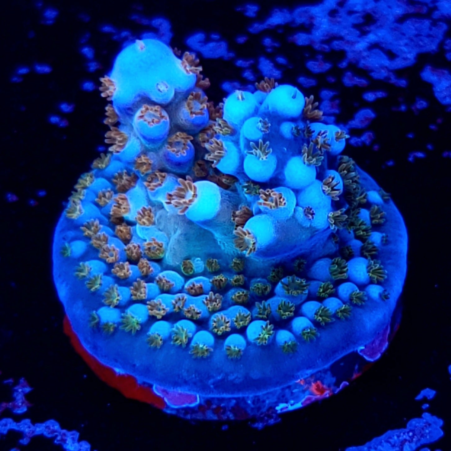 Route 66 Merlin Staff – Reef Pro