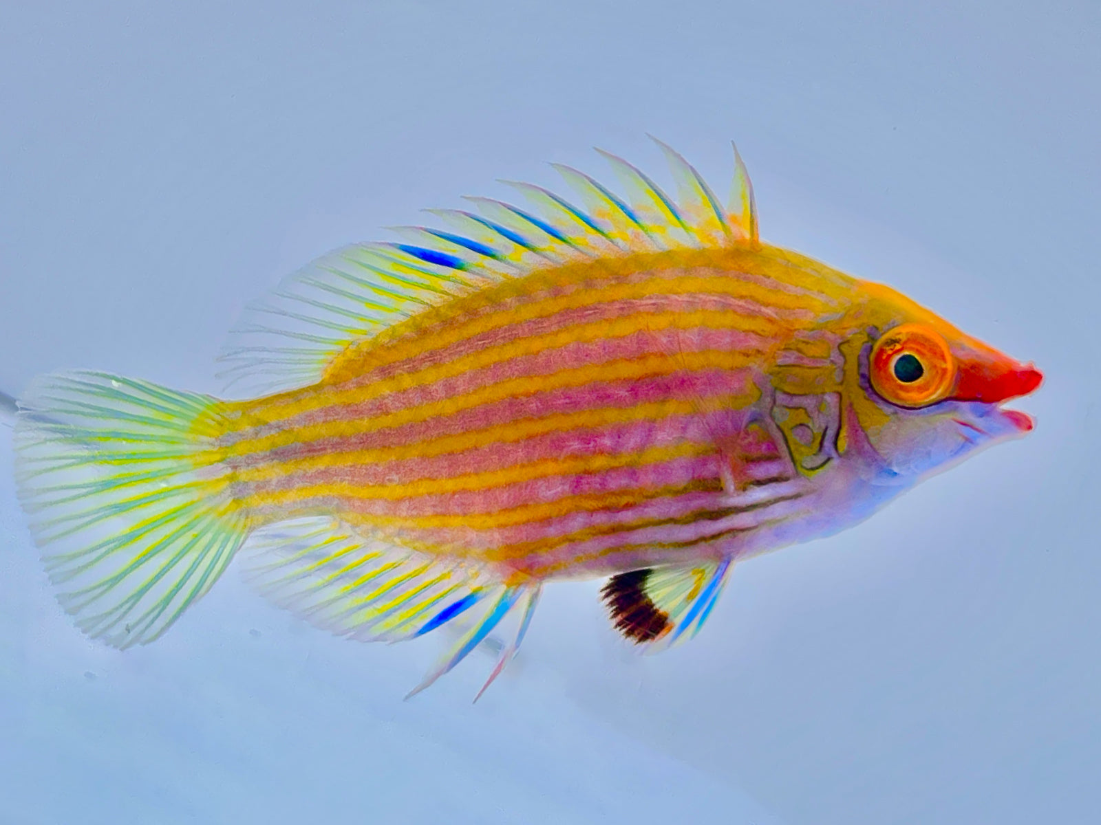 Pink Streaked Wrasse – Reef Pro