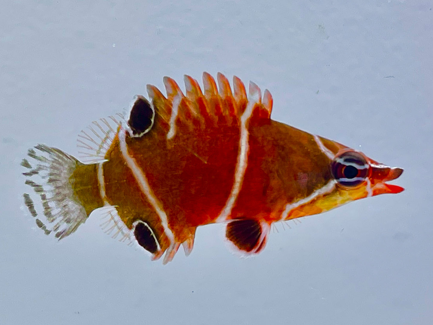 White Banded Possum Wrasse