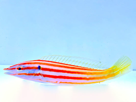 Red Cigar Wrasse