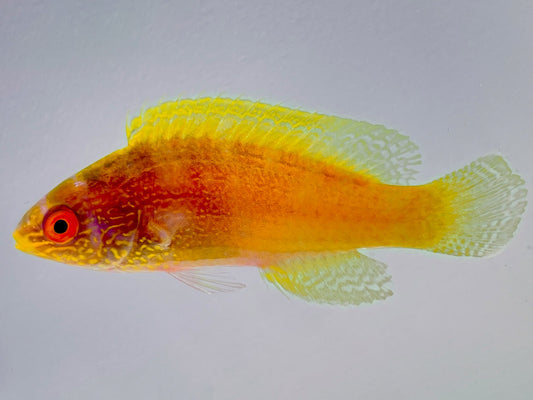 Golden Rhomboid Fairy Wrasse Female