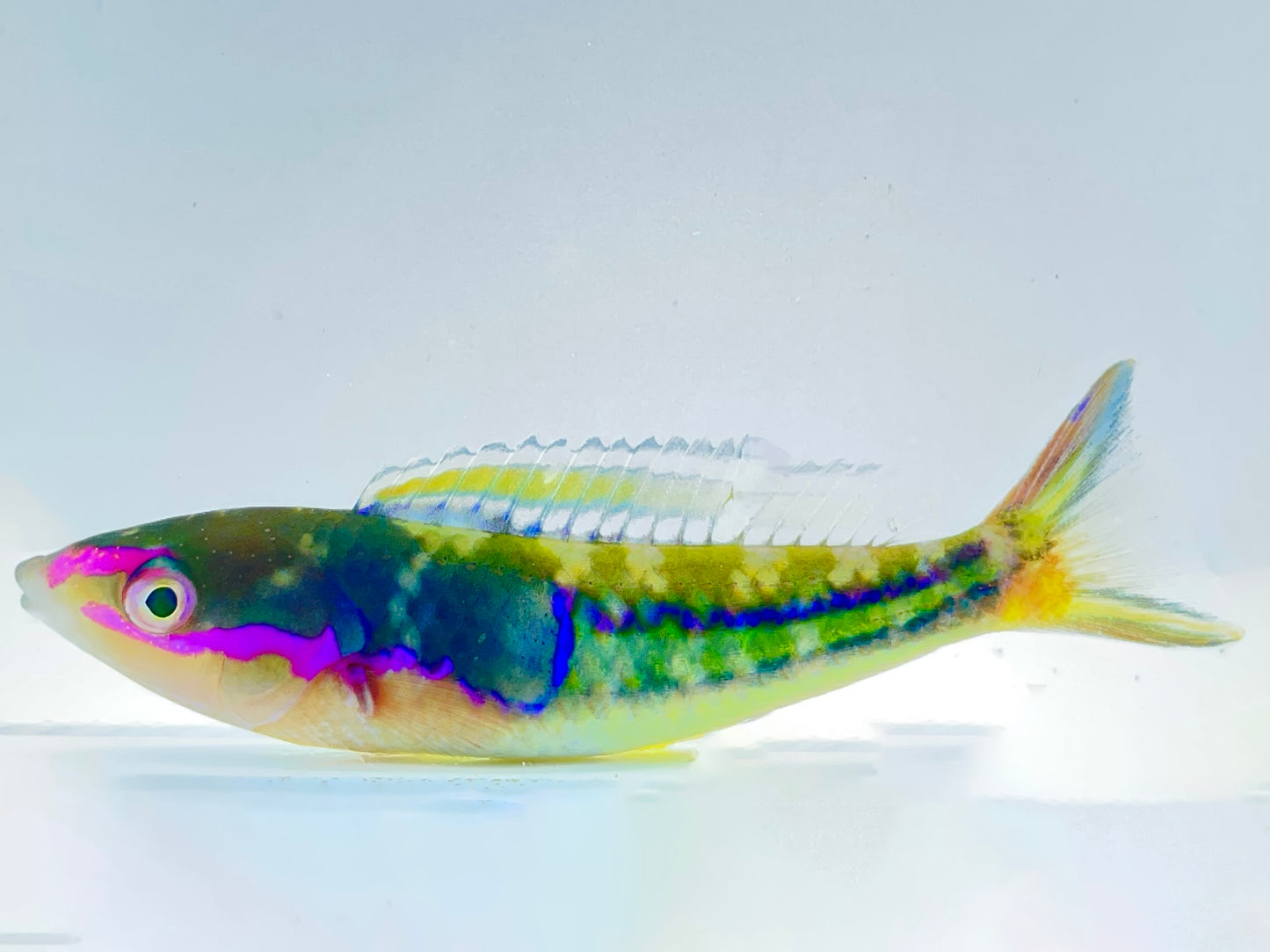 Royal Pencil Wrasse