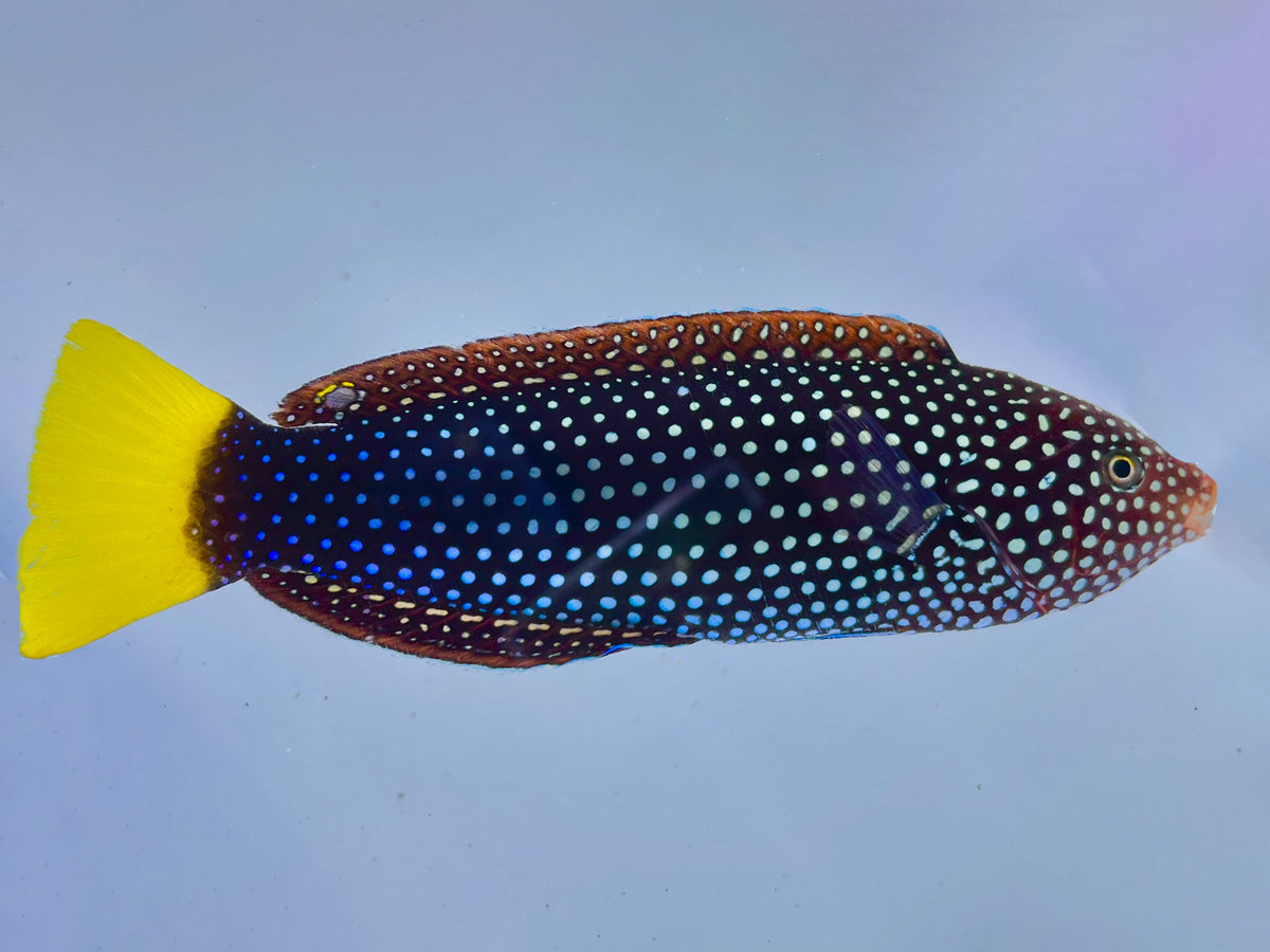Yellow Tail Rassi Yellowtail Wrasse – Reef Pro