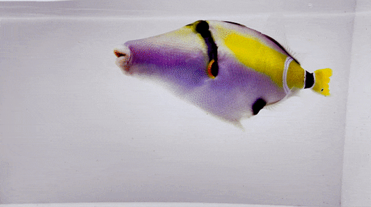 Mauritius Picasso Triggerfish