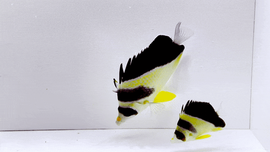 Burgess' Butterflyfish Pair