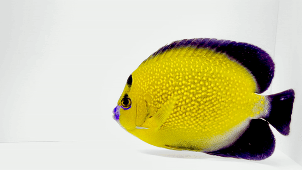 Goldflake Angelfish WYSIWYG